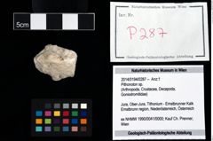 Foto (Objekt + Etikett) von Pithonoton sp.  (NHMW-GEO-2014-0194-0287)